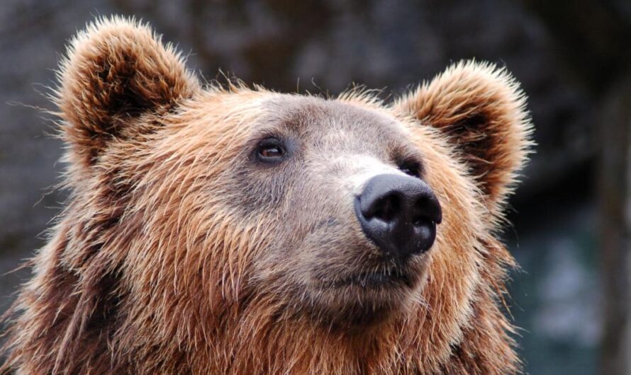 Preservando la Fauna Autóctona de la Región de Trentino: Reintrodución del Oso y Apoyo de los Italianos