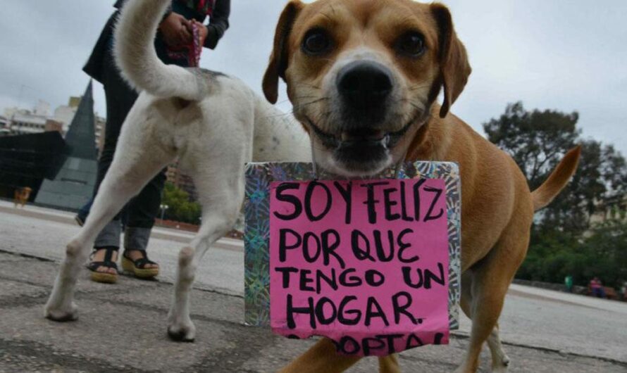 «Un hogar lleno de amor: Una campaña nacional de adopción de mascotas para evitar el abandono y el maltrato animal en el Perú».