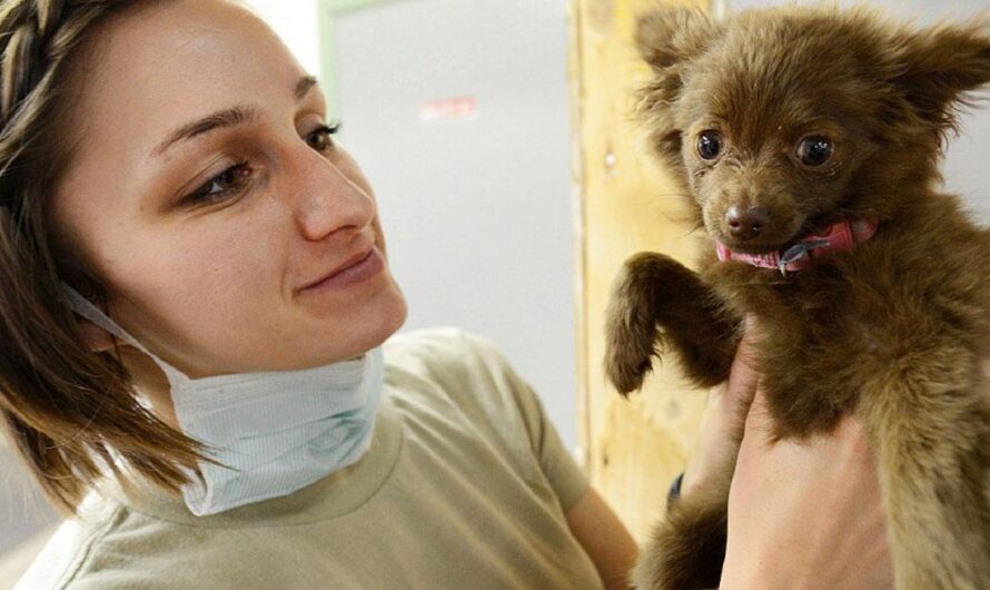 Un Hospital Veterinario Público para Mejorar la Calidad de Vida para los Animales de Brasil