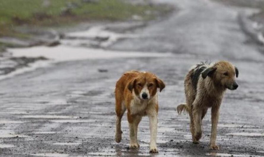 «Un milagro de Navidad para los perros y gatos maltratados: Únete para ayudarles a conseguir un hogar seguro».