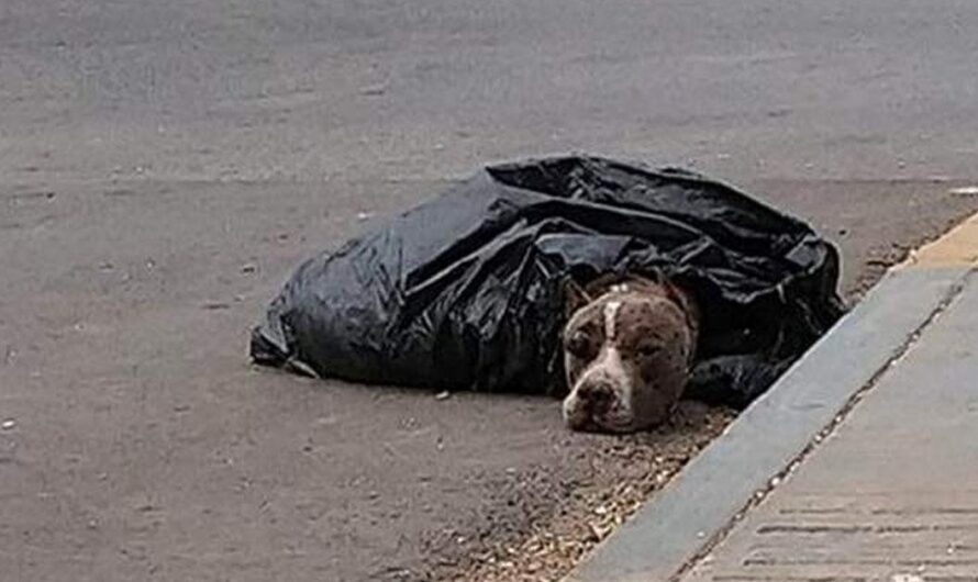 Una Solución Humanitaria a los Perros Callejeros en Saltillo, Coahuila