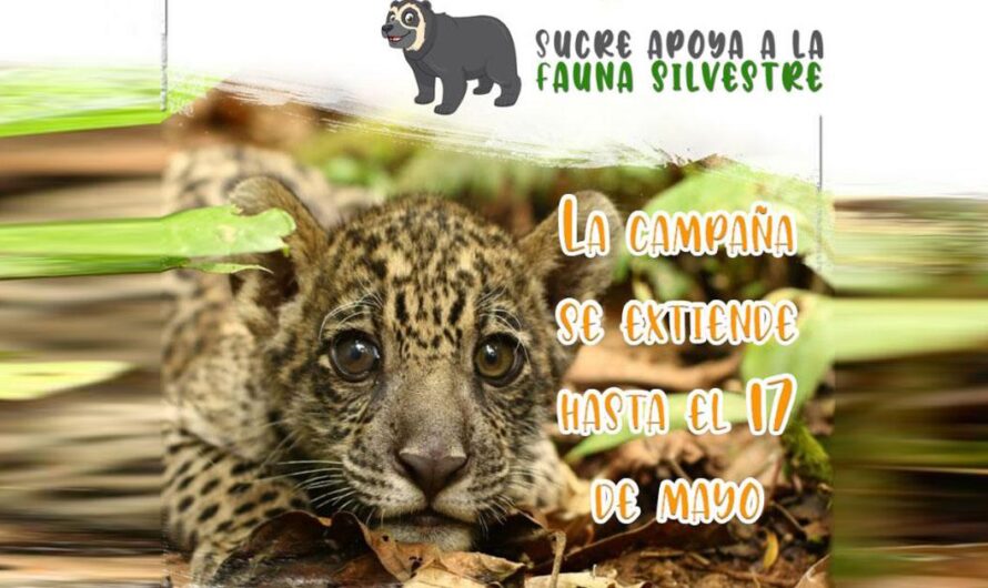 Unámonos para salvar a la fauna silvestre de Bolivia: Donaciones económicas y firma de petición para apoyar a los centros de rescate