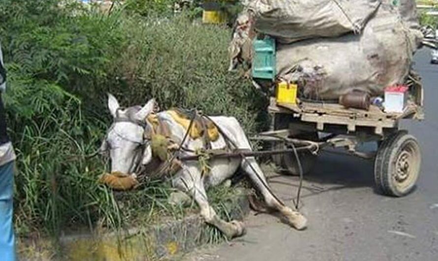 «Unámonos para salvar a los caballos de Rio Grande do Sul: es hora de actuar».