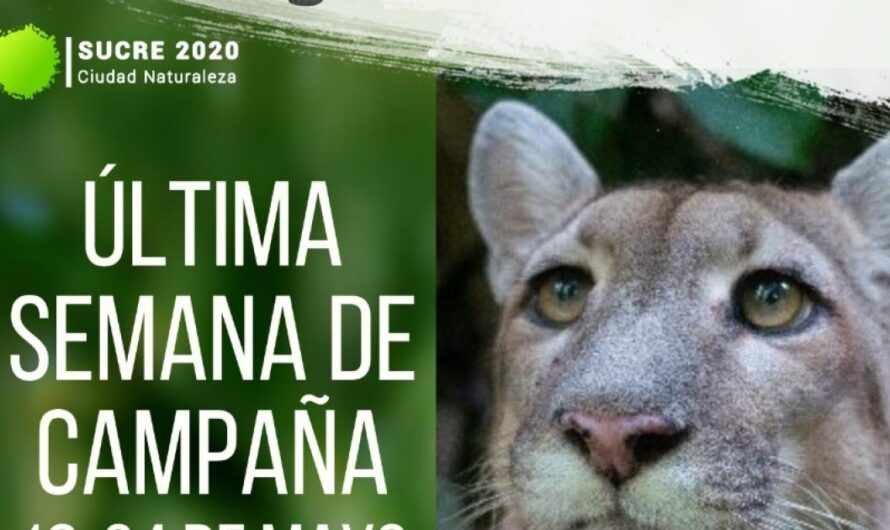 Unamos nuestras fuerzas para salvar a los animales silvestres en Bolivia: ¡Dona ahora!