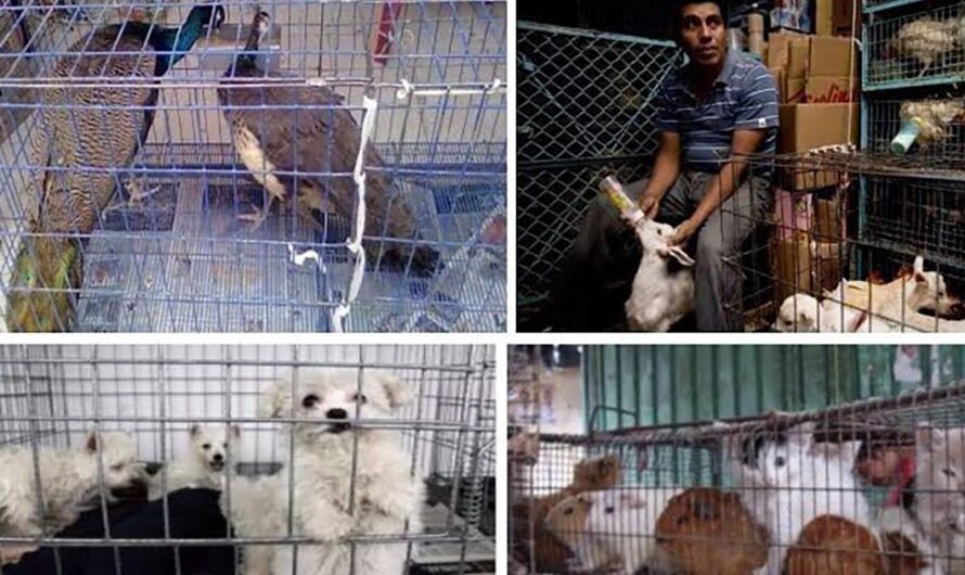 Unamos nuestras voces para exigir justicia a los animales en la Ciudad de México