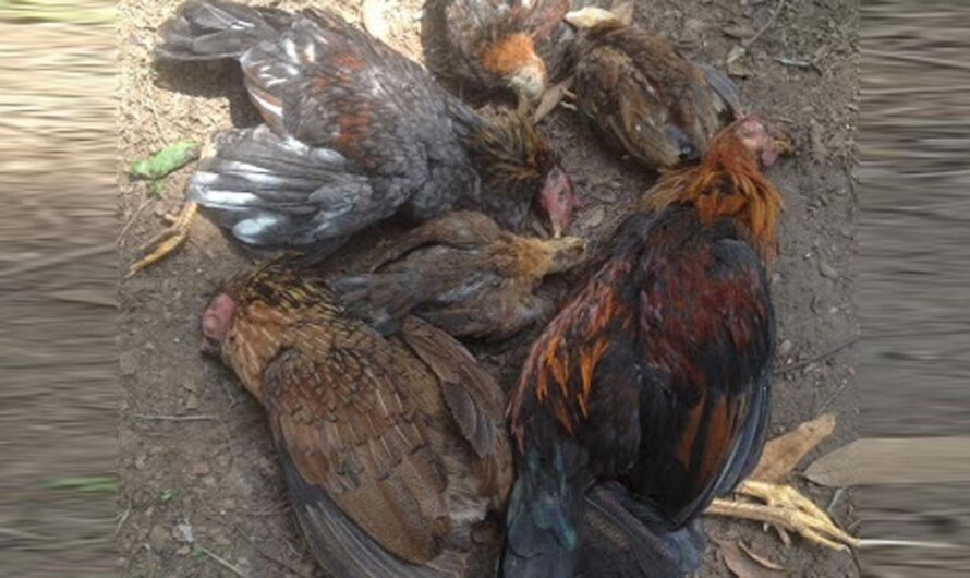 Únete a la lucha: Poner Fin a las Prácticas Crueles de Pelea de Gallos en la Isla Santa Cruz del Islote