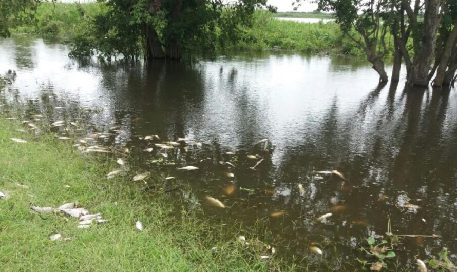 Unidos para exigir al gobierno que investigue la mortandad de peces en el Río Paraná