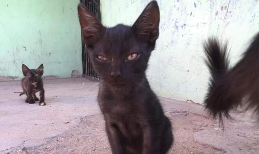 Unidos por una causa: el bienestar animal en Barranquilla, Colombia