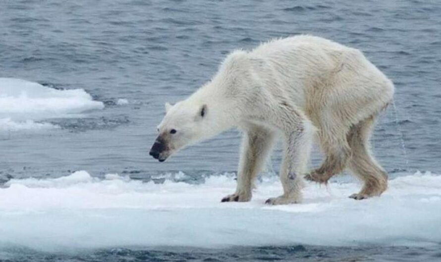 Uniéndonos para salvar la vida de los osos polares: Detengamos el cambio climático