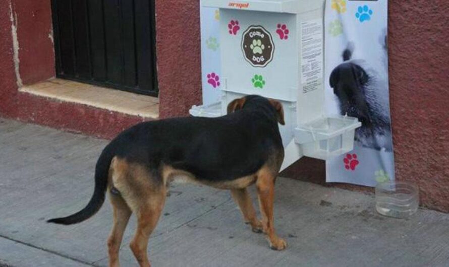 Uniéndonos por los animales callejeros: ayudar a los protectores de animales con rebajas en los impuestos