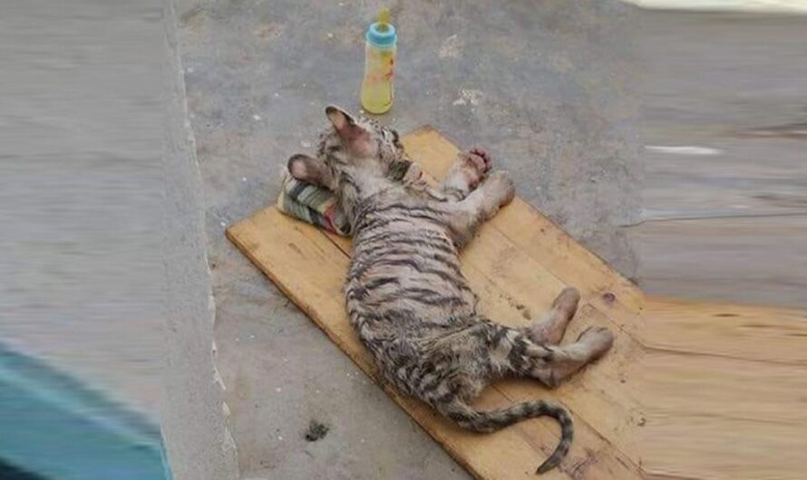 Encuentre una solución para estos bebés tigres