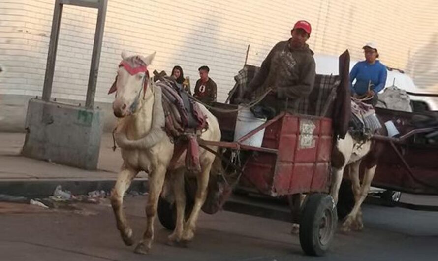 «¡Ya Basta de Maltratos a los Animales!: Un Llamado al Gobierno de la Ciudad de México para Prohibir el Uso de Caballos para Jalar Carros de Basura.