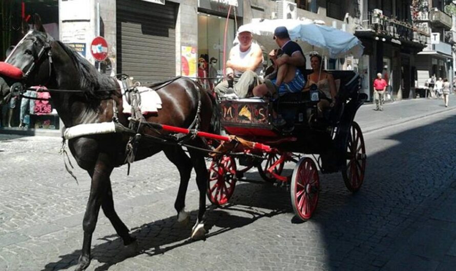 ¡Aplaudamos al Gobierno Italiano por su Iniciativa para Proteger a los Caballos de Carroza en Nápoles!