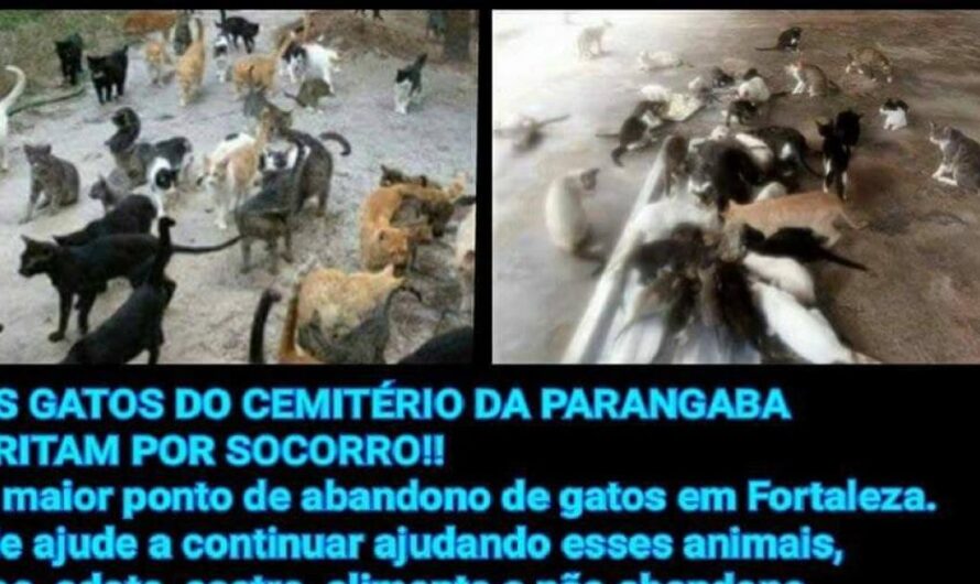 Ayudemos a Francisca Farias y a los Animales Abandonados del Cementerio de Parangaba, Brasil