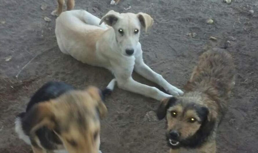 Ayudemos al Refugio de Perros y Gatos de Avellaneda: Salvando Animales Callejeros con Urgencia