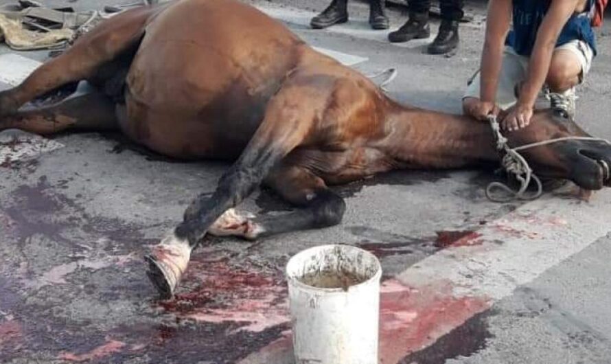 Basta de tracción a sangre: No Mas TAS exige que se respeten los derechos de los caballos en Argentina