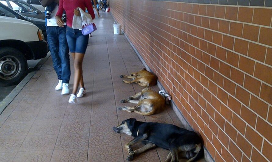 «Creando un mejor futuro para los animales de Panamá: La iniciativa de un hospital para animales sin costo».