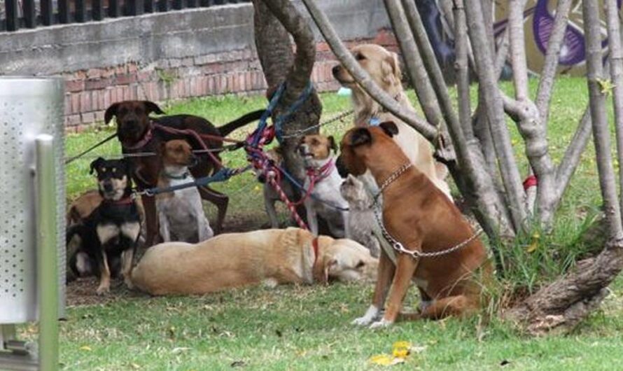 ¡Detengamos el Abuso de los Animales por Paseadores de Perros en Argentina!