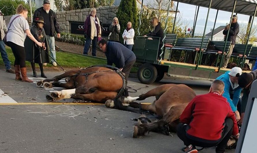 Detengamos el abuso de los caballos: Firma la petición para liberarlos y encarcelar a los dueños de las compañías de Victoria