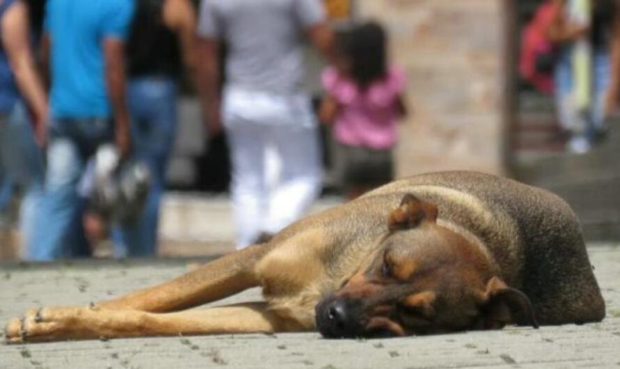 «¡Detengan el Exterminio de los Perros Callejeros en Argentina! La Indignación de los Ciudadanos Exige el Fin de la Matanza de Estos Animales