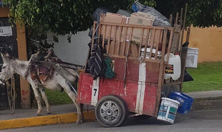 Detengan el Maltrato a los Equinos en el Estado de México: Una Petición para una Mejor Calidad de Vida.