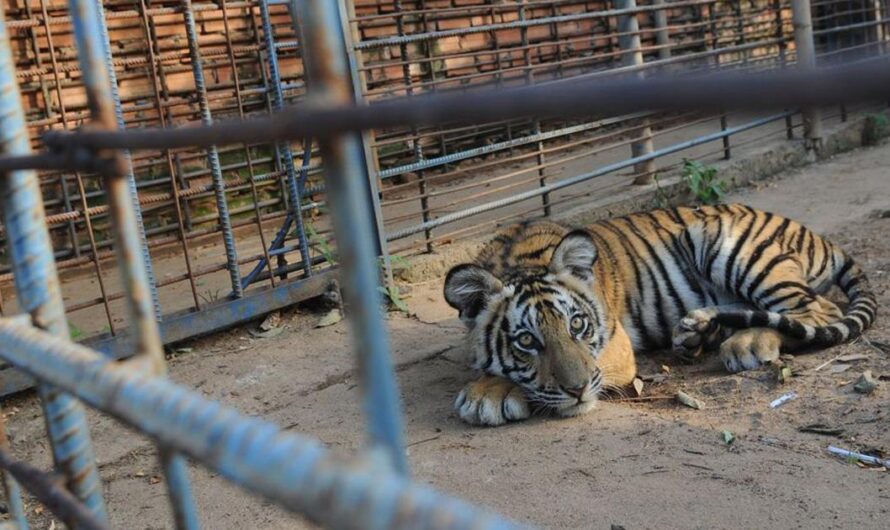 El Destino de los Animales del Zoológico de Villa Dolores, Uruguay: ¿Qué Sucederá Ahora?