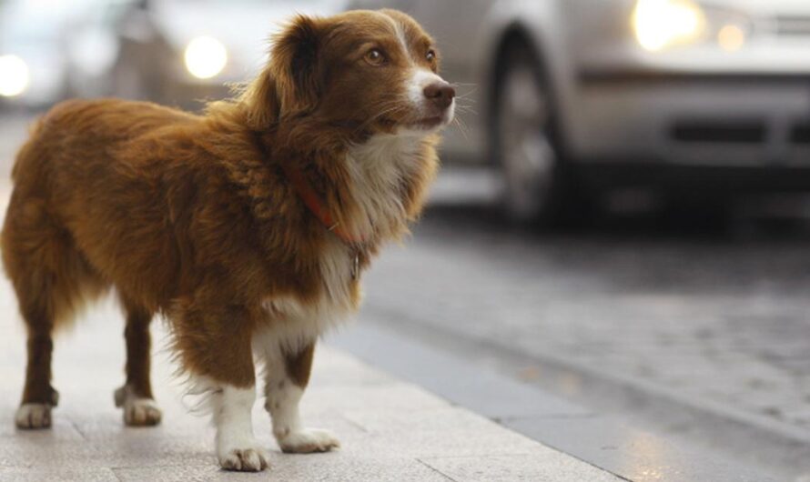 El Ministerio de Justicia de España endurece las leyes contra el maltrato animal: Penas de cárcel y multas para los infractores.