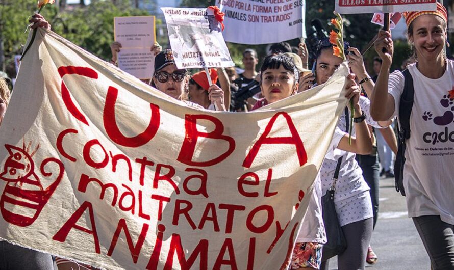 ¡Es hora de que Cuba defienda la dignidad animal con una Ley Penal que proteja a los animales!