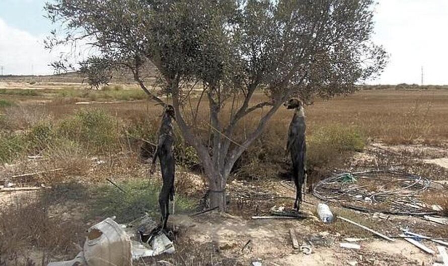 ¡Es hora de salvar a los galgos españoles de la crueldad humana!