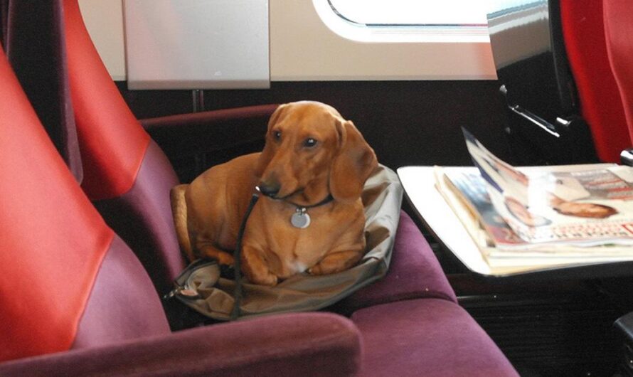 Eurostar: Viajar con tus mascotas sin preocupaciones