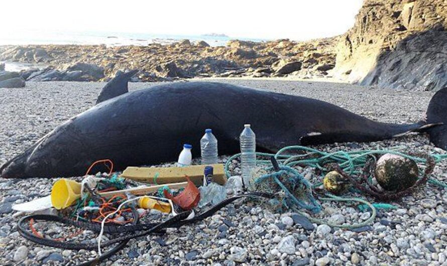 Exigiendo Acciones Urgentes: Preservando el Medioambiente Marítimo de Chile