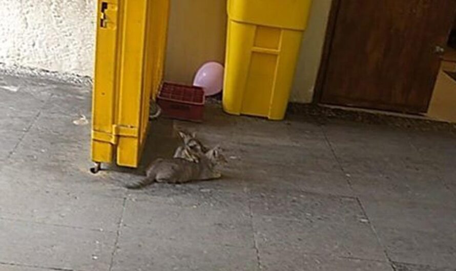 Exigiendo el Fin de las Agresiones hacia los Gatos Callejeros de la Ciudad de México