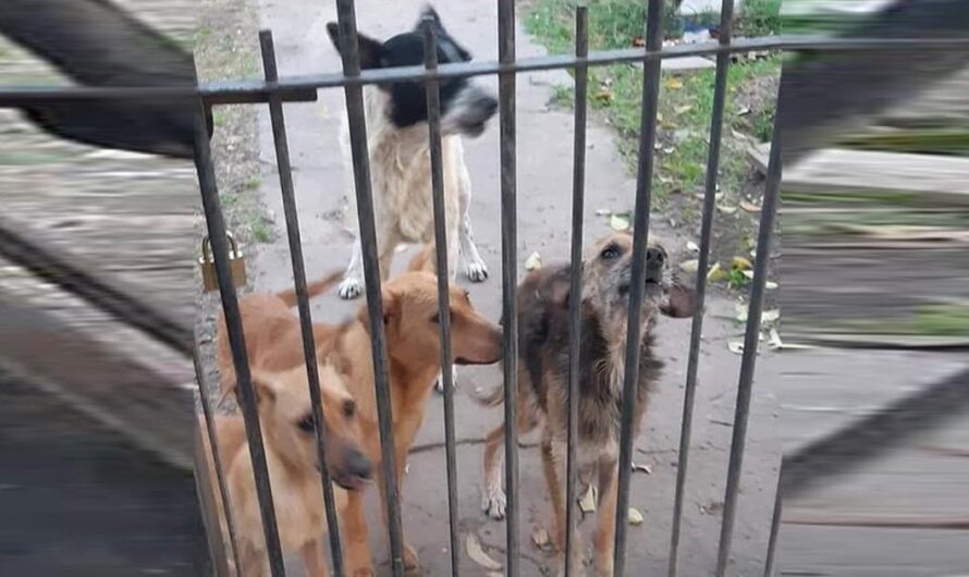 Exigiendo Justicia para los Perritos y Gatitos de Paso del Rey: Una Llamada a la Comunidad