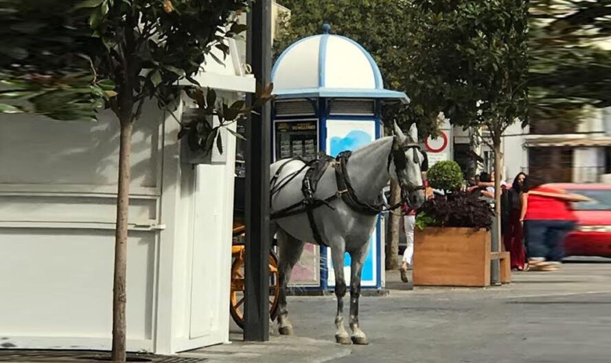 «Exigimos al Ayuntamiento de Marbella que Ponga Fin al Maltrato Animal Mediante el Uso de Caballos como Vehículos de Transporte».