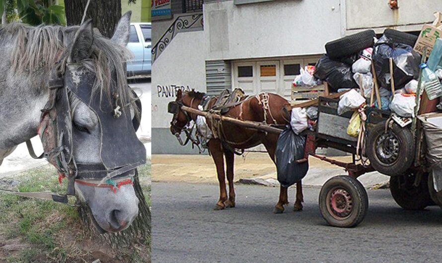 Exigimos el cumplimiento de la Ley 14346 para que los caballos de Argentina sean respetados y cuidados