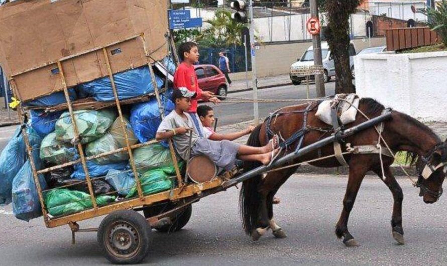 Exigimos el fin de la explotación animal: el gobierno de Brasil debe prohibir el uso de caballos para tirar carros y el maltrato animal en general