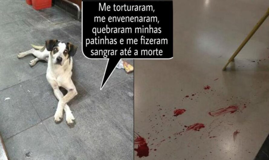 Exigimos Justicia para el Perro Callejero Asesinado en Canadá.