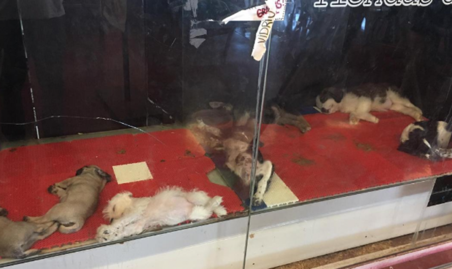 «Exijamos el Cierre del Petshop del Walmart de Santa Fe para Detener el Maltrato Animal».