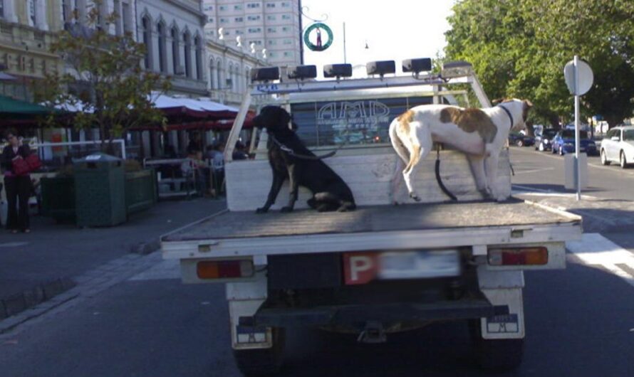 Garantizar la seguridad de los animales: La prohibición de transportarlos en la parte trasera de camionetas