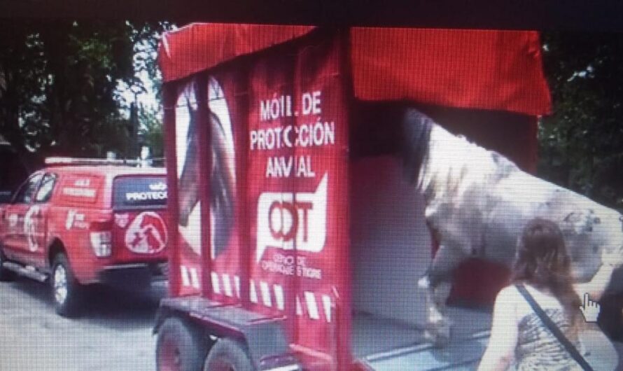 Iniciativa municipal de Tigre para prohibir la tracción animal y ofrecer una alternativa motorizada a los cartoneros