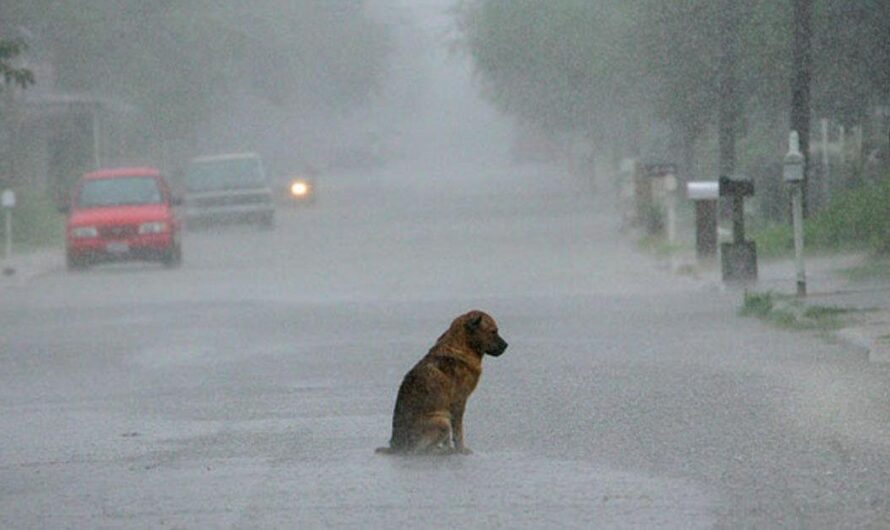 Italia toma un paso adelante para la protección de los animales: una Ley de Protección Animal para Albania