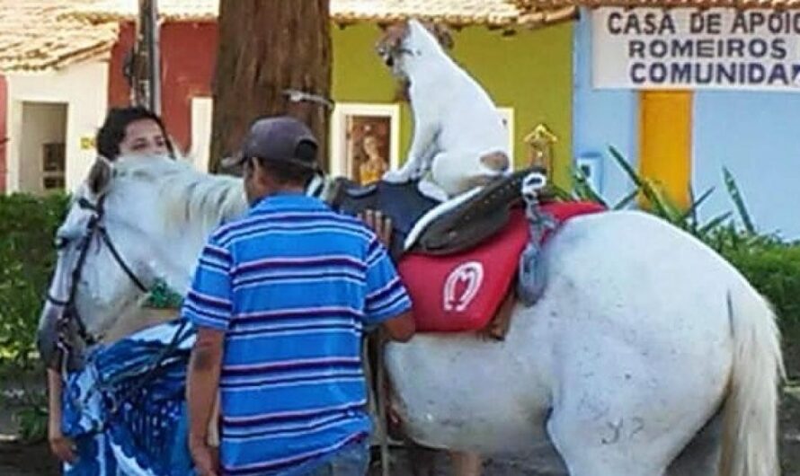 ¡Juntos Por Una Vida Mejor Para Los Animales Explotados en Arraial d’Ajuda!