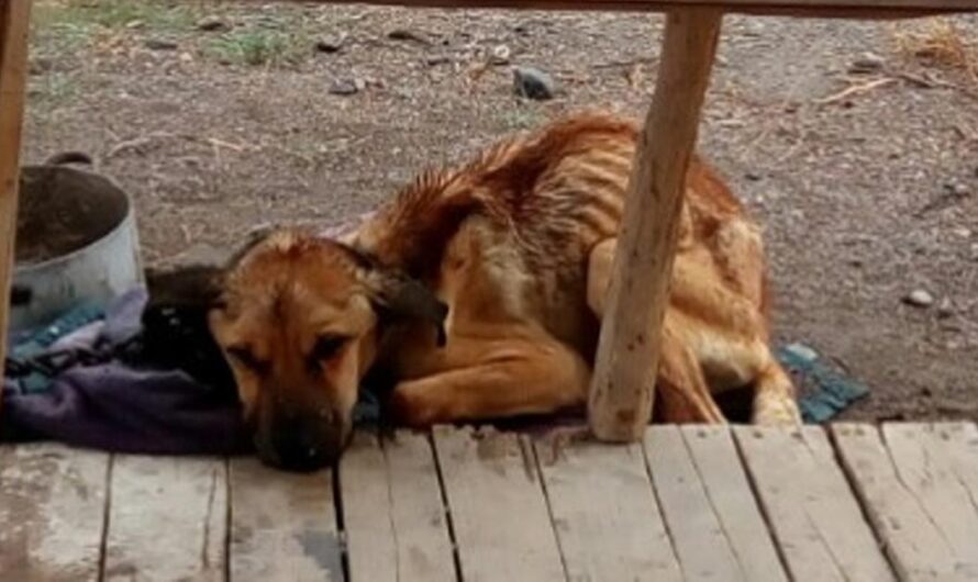 «Justicia para los animales maltratados de Cipolletti, Río Negro: una petición para exigir la condena justa».