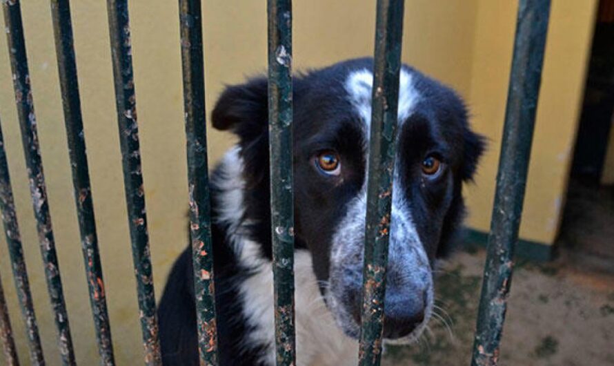 La causa de los animales en Son Reus: exigiendo mejoras para evitar el sacrificio de mascotas sanas