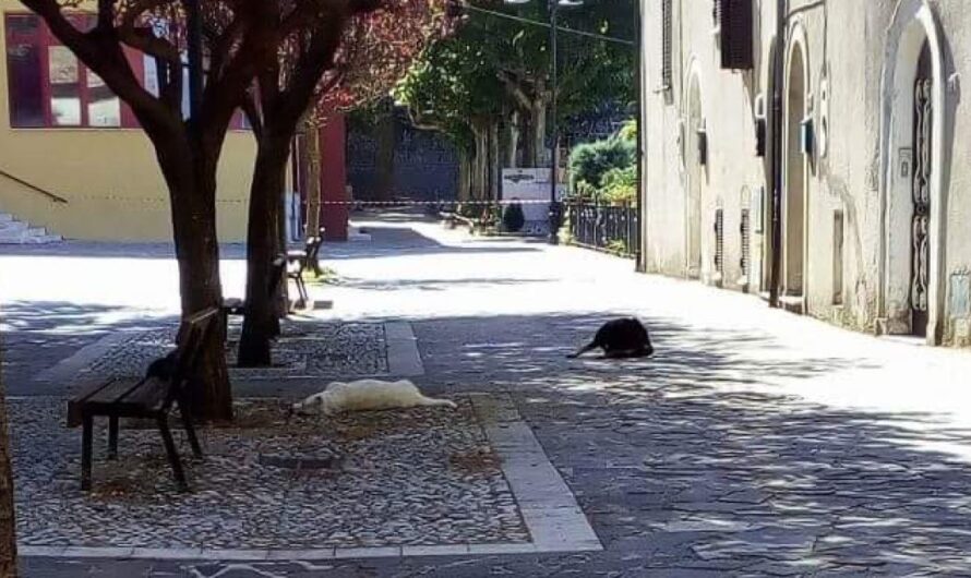 La impunidad de la masacre de animales en San Donato Val di Comino: exigimos justicia para prevenir estos crímenes