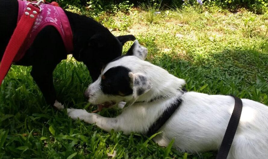 ¡Los dueños de mascotas en Argentina piden la creación de espacios verdes cercados para que sus mascotas puedan disfrutar de un rato de esparcimiento al aire libre!