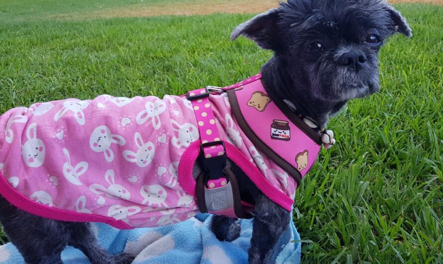 Los usuarios caninos exigen respeto: derecho a pasear libremente en los parques a 8 horas al día