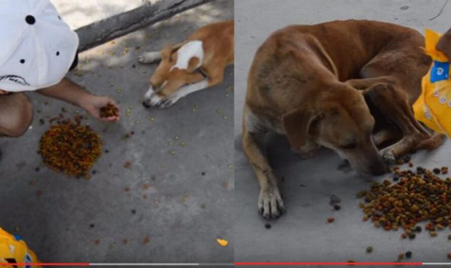 Miles de Argentinos unidos por el Derecho de los Perros Callejeros a Alimentarse