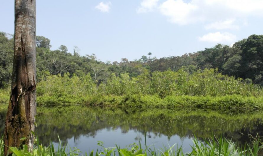 Miles de voces unen fuerzas para detener la destrucción de un lugar único en su especie: la Amazonia peruana