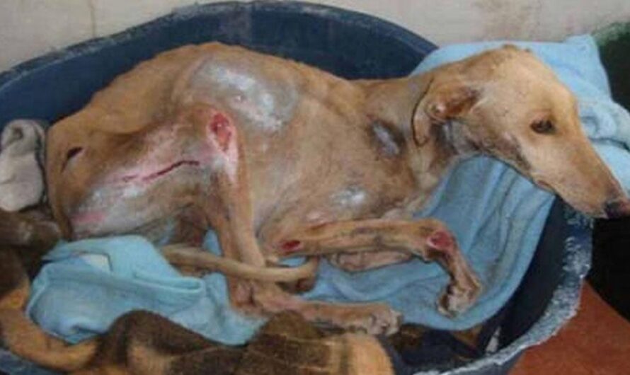 No más impunidad: exigimos que se castigue la crueldad de las carreras de galgos en la provincia de Córdoba